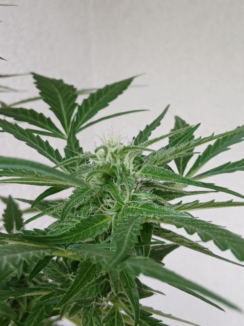 Original Skunk meets Auto. Week 9