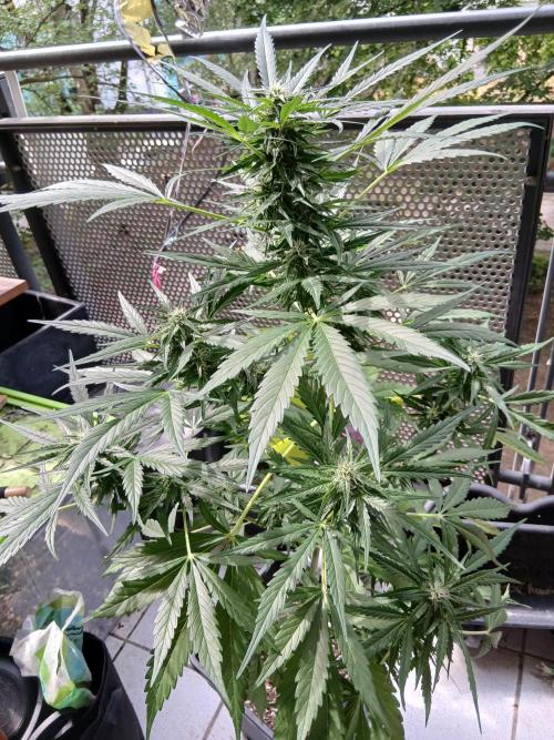 Original Skunk meets Auto. Week 9