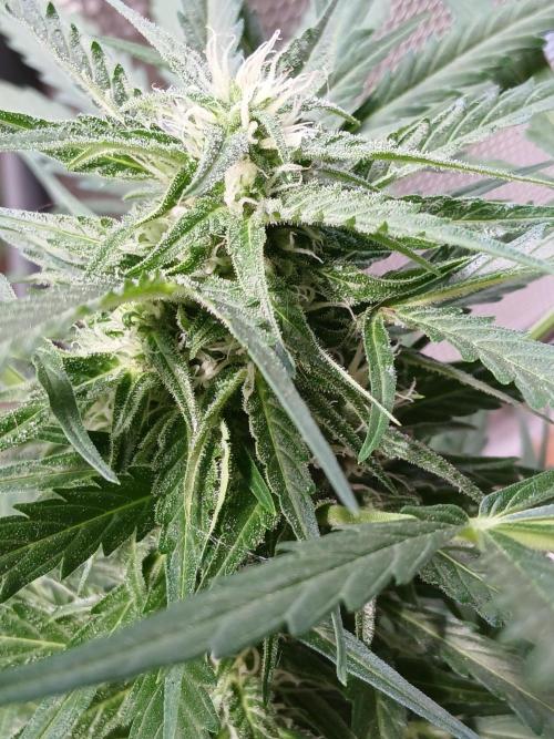 Original Skunk meets Auto. Week 9