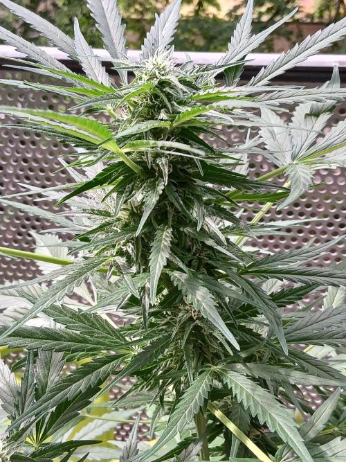 Original Skunk meets Auto. Week 9