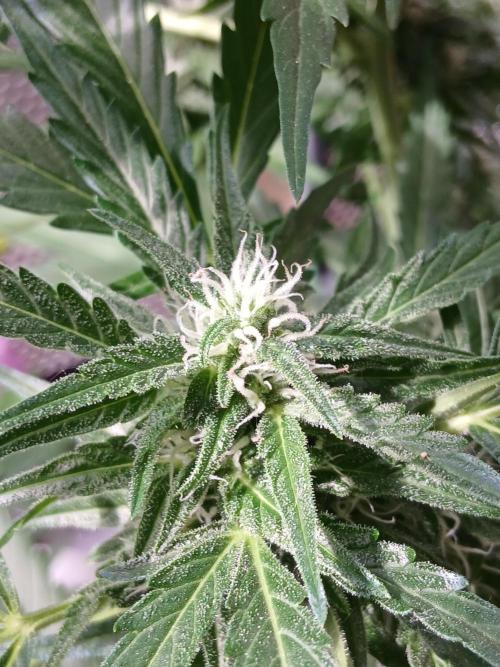 Original Skunk meets Auto. Week 9