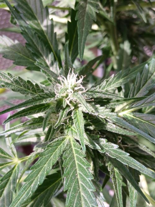 Original Skunk meets Auto. Week 9