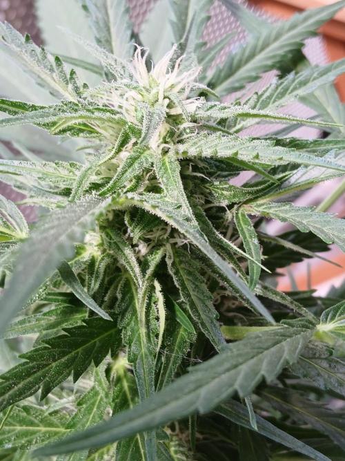 Original Skunk meets Auto. Week 9