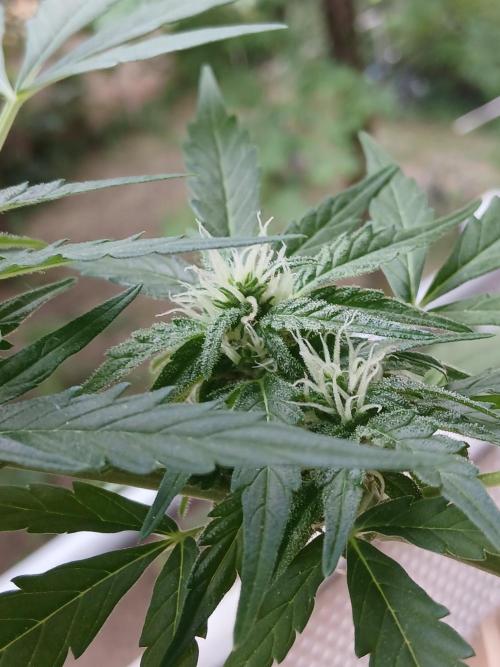 Original Skunk meets Auto. Week 9