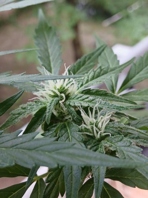 Original Skunk meets Auto. Week 9