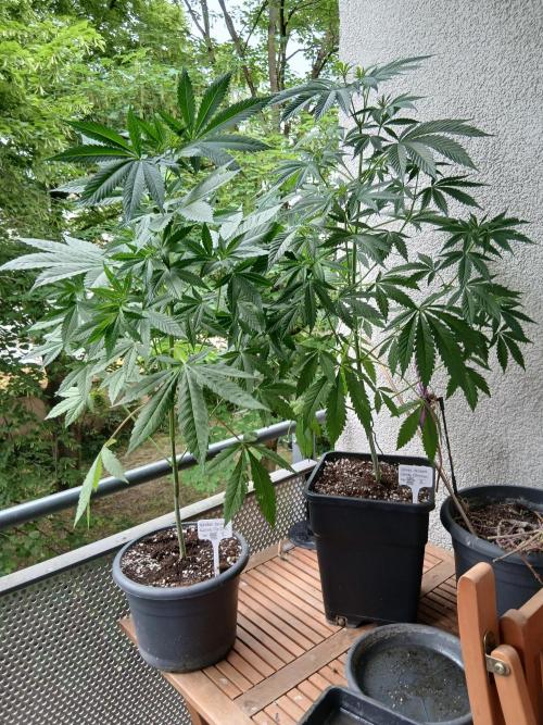 Super Sativa Seed Club Outdoor Version. Week 9