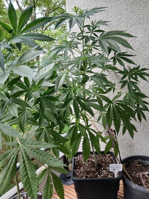 Super Sativa Seed Club Outdoor Version. Week 9