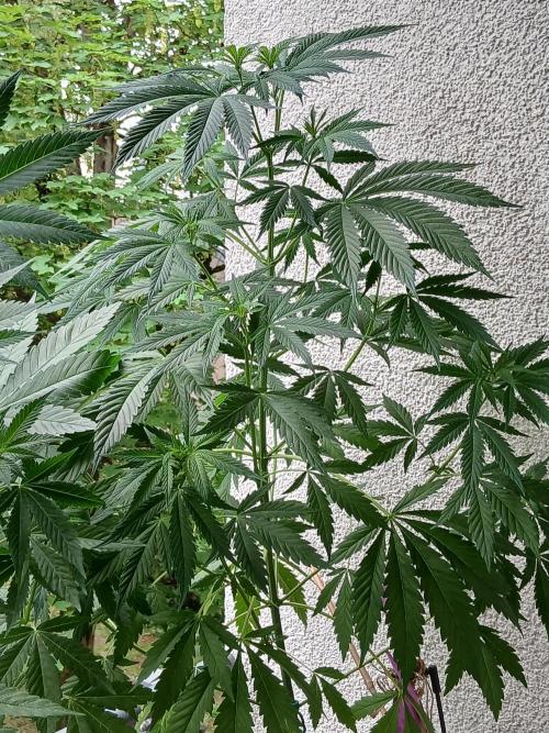 Super Sativa Seed Club Outdoor Version. Week 9