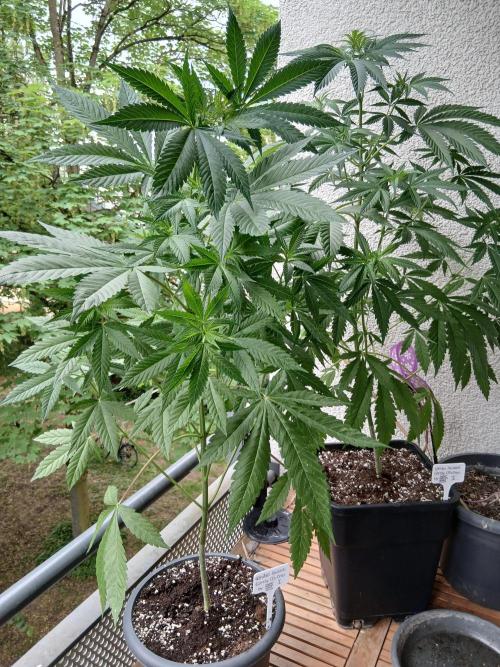 Super Sativa Seed Club Outdoor Version. Week 9