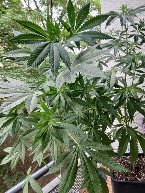 Super Sativa Seed Club Outdoor Version. Week 9