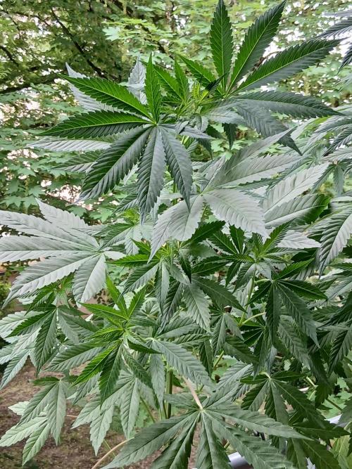 Super Sativa Seed Club Outdoor Version. Week 9