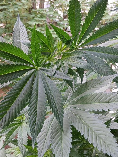 Super Sativa Seed Club Outdoor Version. Week 9