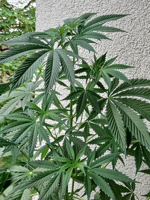 Super Sativa Seed Club Outdoor Version. Week 9