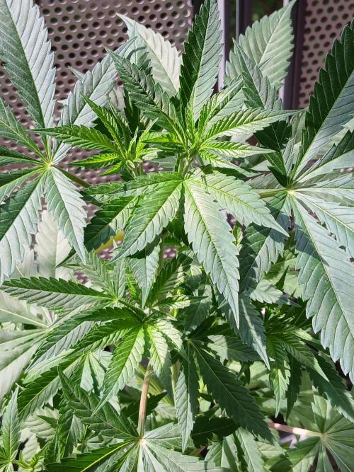 Super Sativa Seed Club Outdoor Version. Week 9