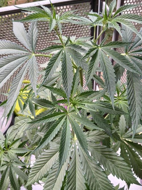 Super Sativa Seed Club Outdoor Version. Week 9