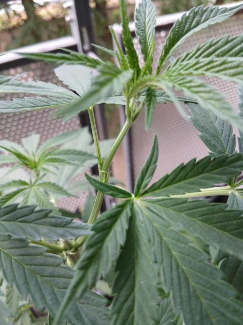 Super Sativa Seed Club Outdoor Version. Week 9