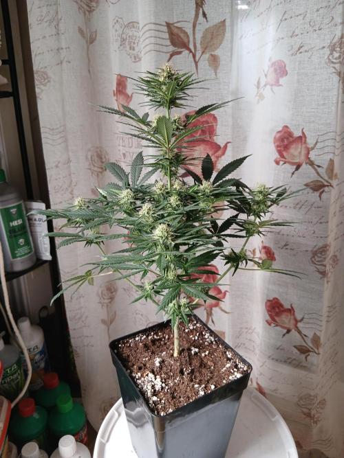 Ghost Train Og. Week 9