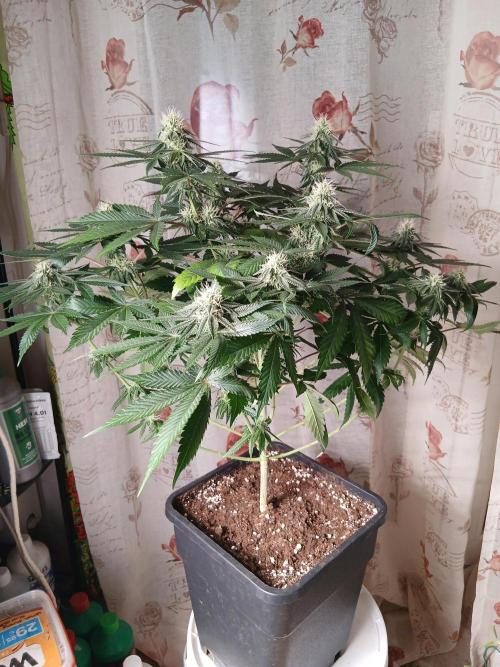 Super Sativa Seed Club Soil Version. Week 9