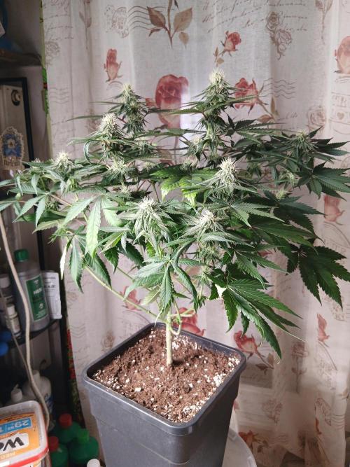 Super Sativa Seed Club Soil Version. Week 9