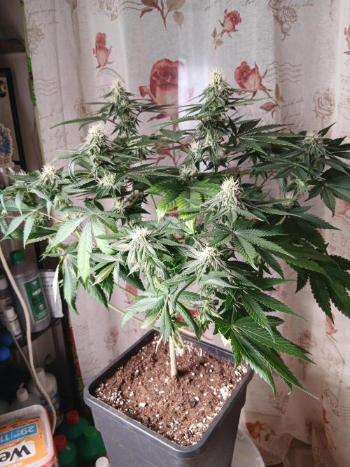 Super Sativa Seed Club Soil Version. Week 9