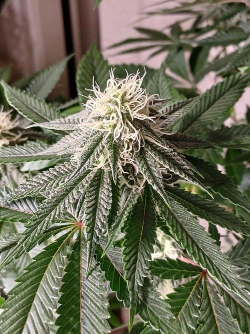 Super Sativa Seed Club Soil Version. Week 9