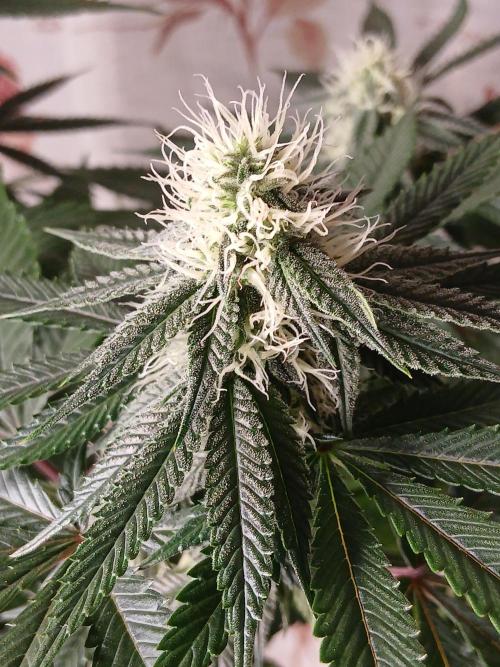 Super Sativa Seed Club Soil Version. Week 9