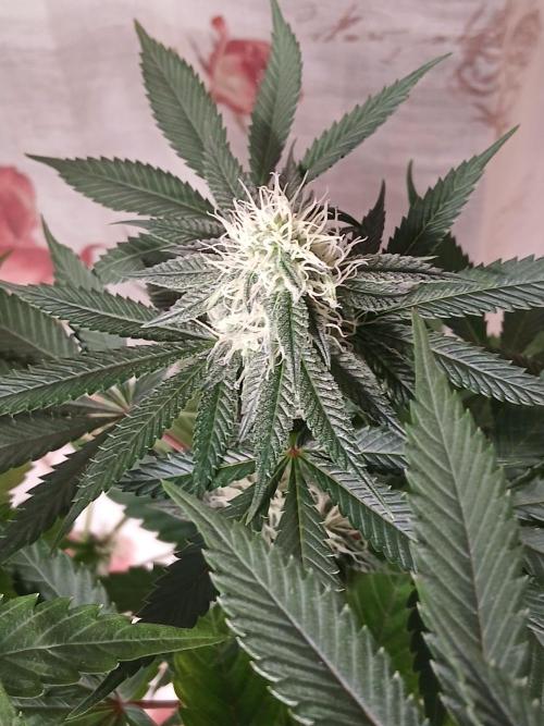 Super Sativa Seed Club Soil Version. Week 9