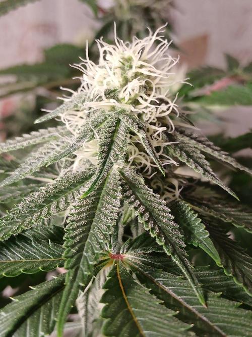 Super Sativa Seed Club Soil Version. Week 9