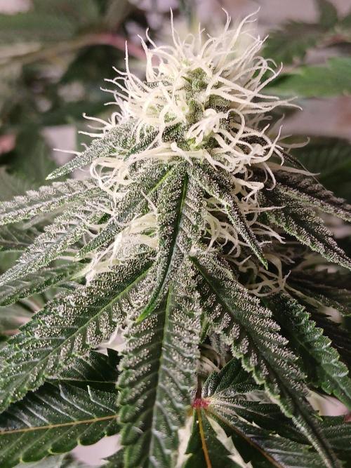 Super Sativa Seed Club Soil Version. Week 9