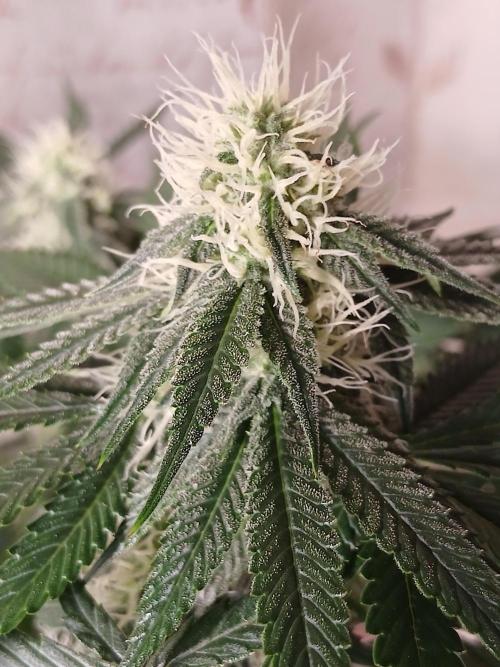 Super Sativa Seed Club Soil Version. Week 9