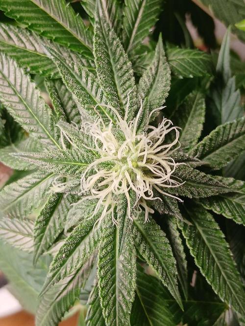 Super Sativa Seed Club Soil Version. Week 9