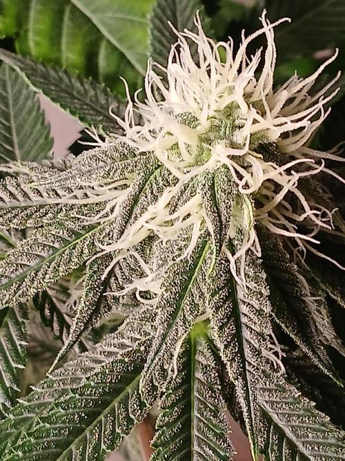 Super Sativa Seed Club Soil Version. Week 9