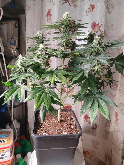 Super Sativa Seed Club Soil Version. Week 9