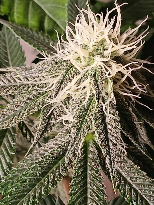 Super Sativa Seed Club Soil Version. Week 9