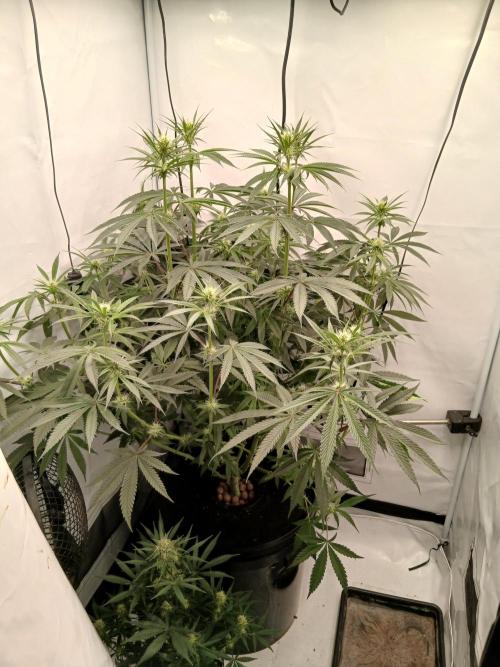 Super Sativa Seed Club DWC Version. Week 9