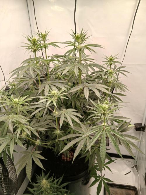 Super Sativa Seed Club DWC Version. Week 9