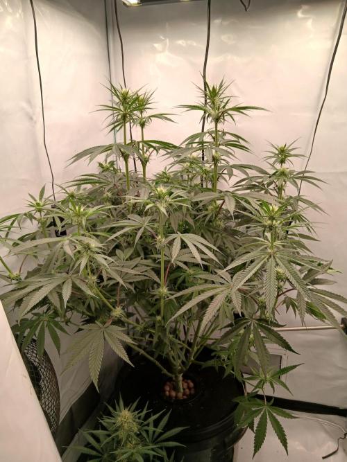 Super Sativa Seed Club DWC Version. Week 9