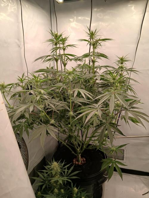 Super Sativa Seed Club DWC Version. Week 9