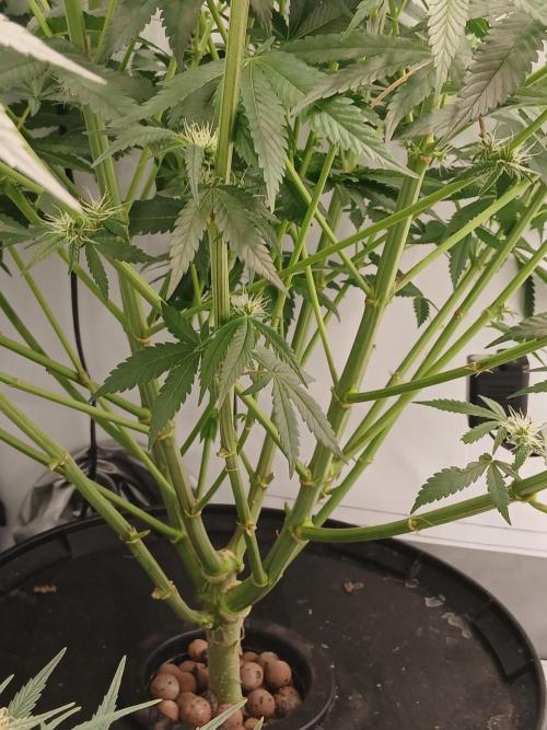 Super Sativa Seed Club DWC Version. Week 9
