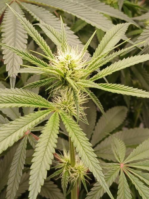 Super Sativa Seed Club DWC Version. Week 9