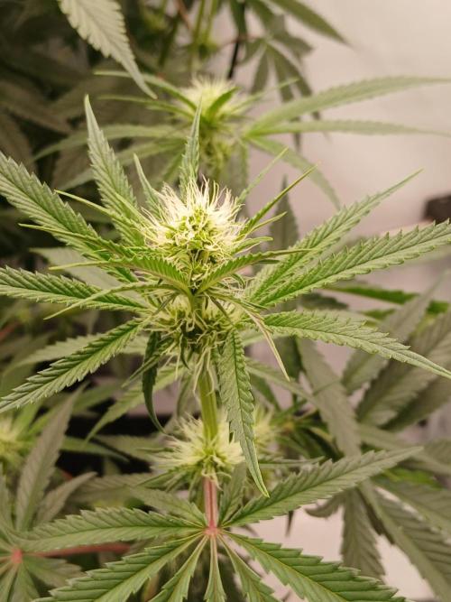 Super Sativa Seed Club DWC Version. Week 9