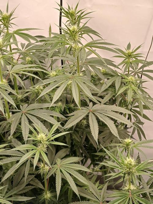Super Sativa Seed Club DWC Version. Week 9