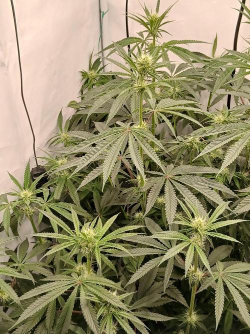 Super Sativa Seed Club DWC Version. Week 9