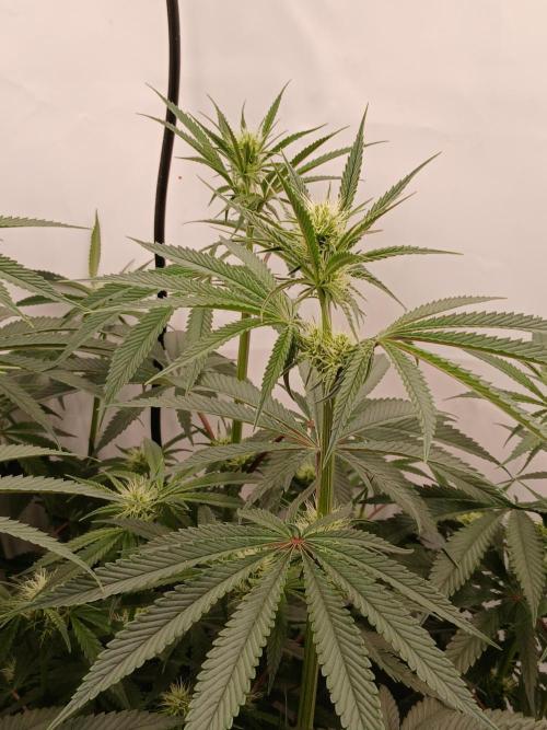 Super Sativa Seed Club DWC Version. Week 9