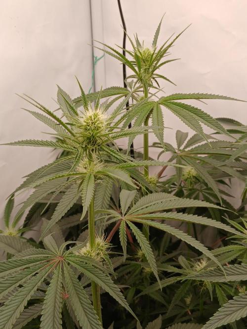 Super Sativa Seed Club DWC Version. Week 9