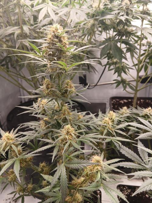 High Speed Buds - Ghost Train Og door BettyFlores