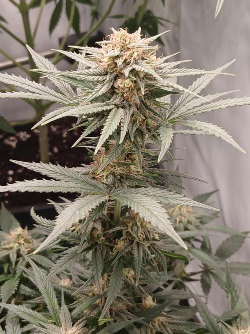 Ghost Train Og. Week 10