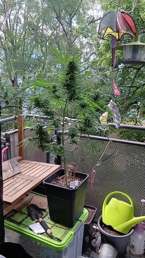 Original Skunk meets Auto