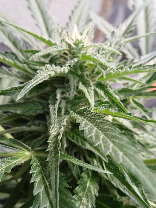 Original Skunk meets Auto. Week 10