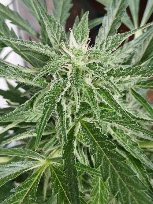 Original Skunk meets Auto. Week 10